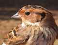 Овсянка-крошка фото (Emberiza pusilla) - изображение №3018 onbird.ru.<br>Источник: birdsvoices.net